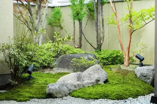 The advantages of using moss in shaded areas - TN Nursery