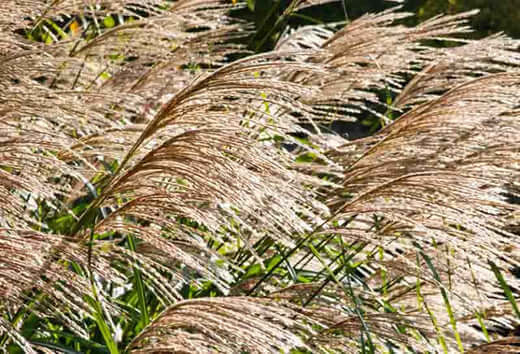 Best Perennials For Shade - TN Nursery