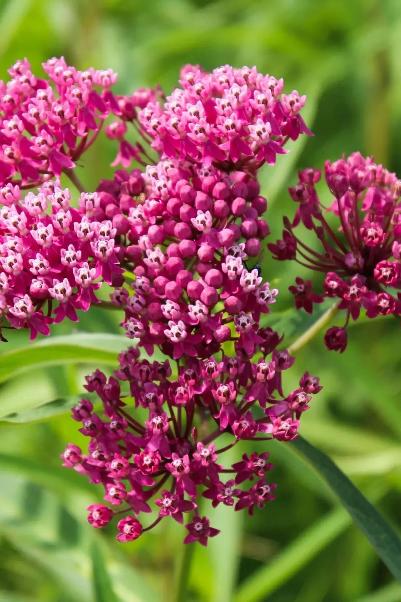 What is a plant nursery - TN Nursery