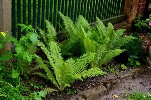 Creating A Native Fern Garden Can Be Rewarding - TN Nursery