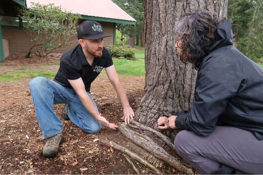 What is an Arborist? Tree Care and Maintenance - TN Nursery