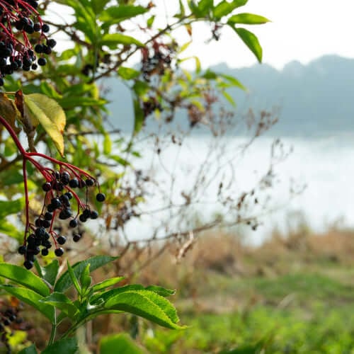 Best Plants for Saline Soils and Coastal Landscapes  