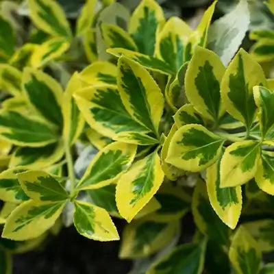 Enjoy the Year-Round Beauty of Wintercreeper Euonymus - TN Nursery