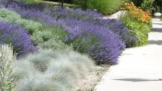 Xeriscaping: Sustainable Gardening - TN Nursery