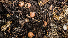 How to Compost in a Garden | Facts - TN Nursery