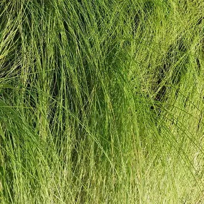 Carex Pensylvanica - TN Nursery