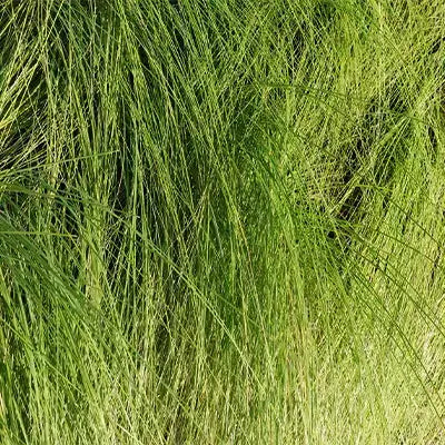 Carex Pensylvanica - TN Nursery
