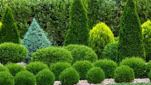 Conefer Incorporating Conifers into Landscaping – TN Nursery