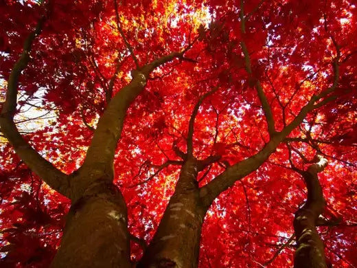 Best Places To Visit For Vibrant Fall Foliage - TN Nursery