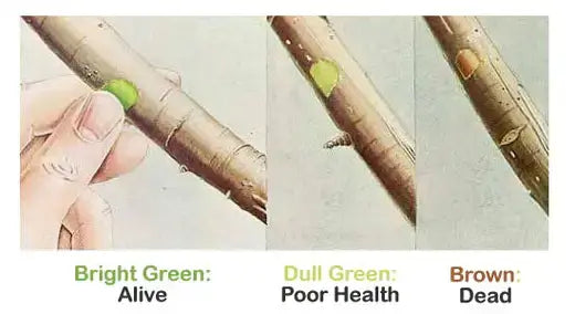 How Do You Do a Scratch Test On a Tree? - TN Nursery