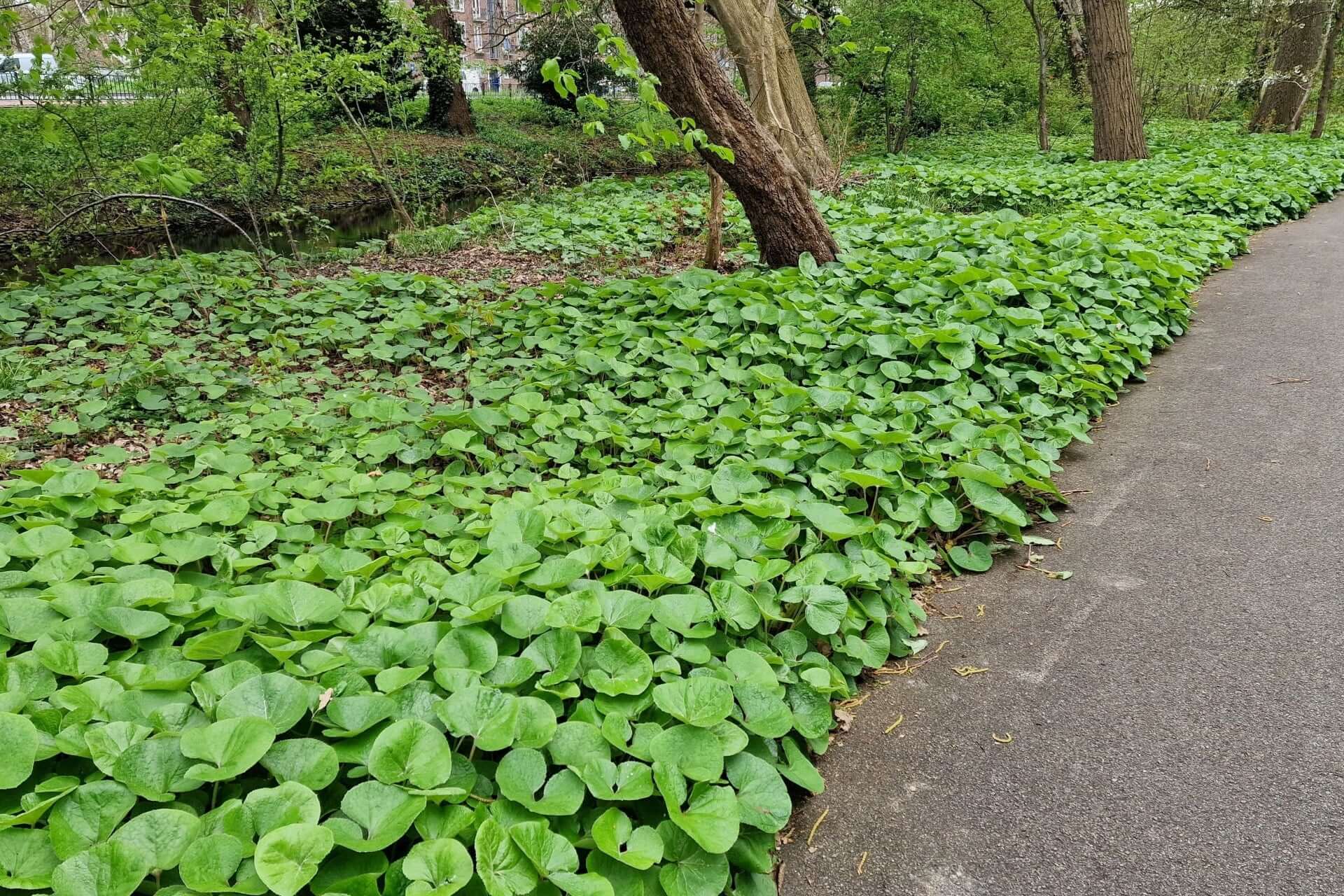 Shop Wild Ginger : Available Online at TN Nursery Today!