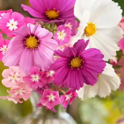 Adding Sweet Scents to Your Garden with Annual Phlox - TN Nursery