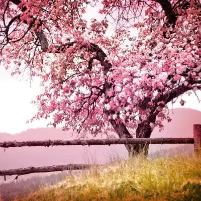 Blossoming pink cherry tree with delicate flowers behind rustic fence