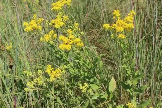 Ragweed - Facts, Symptoms and Allergies. - TN Nursery