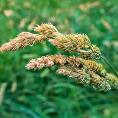 The Beautiful Orchard Grass - TN Nursery