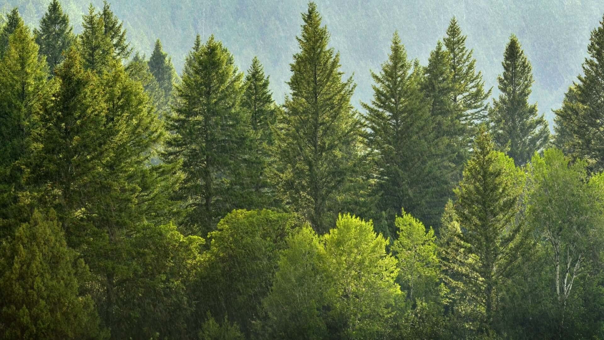 A pine tree forest