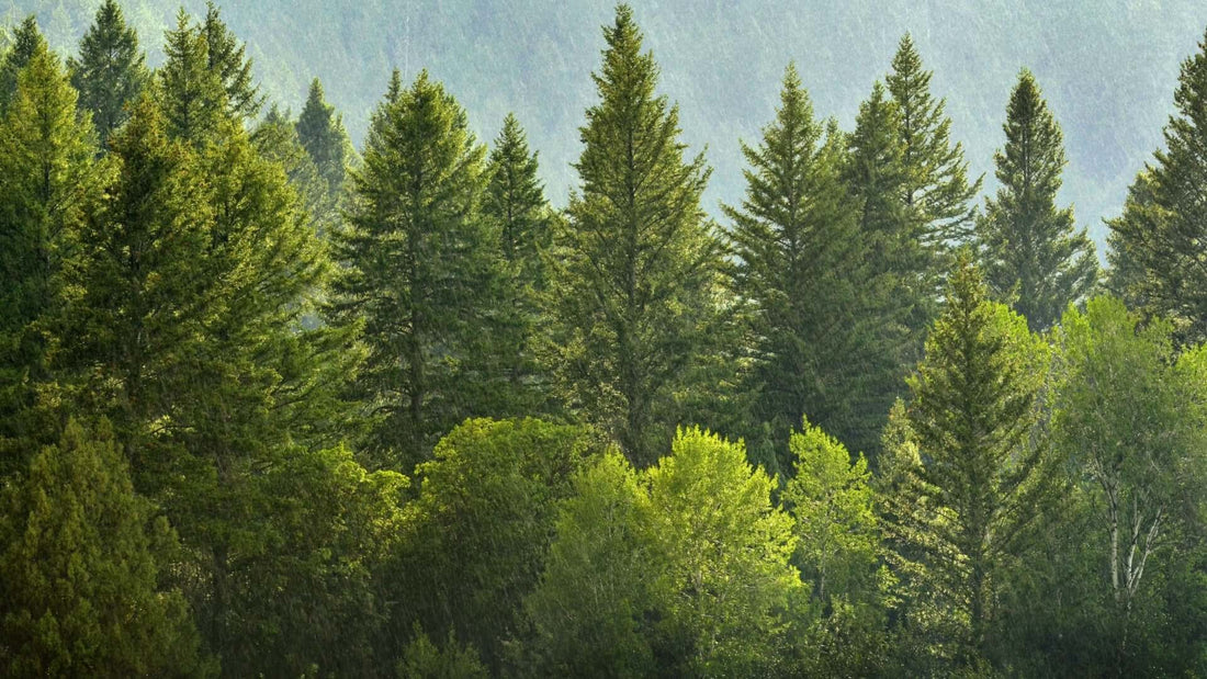 A pine tree forest