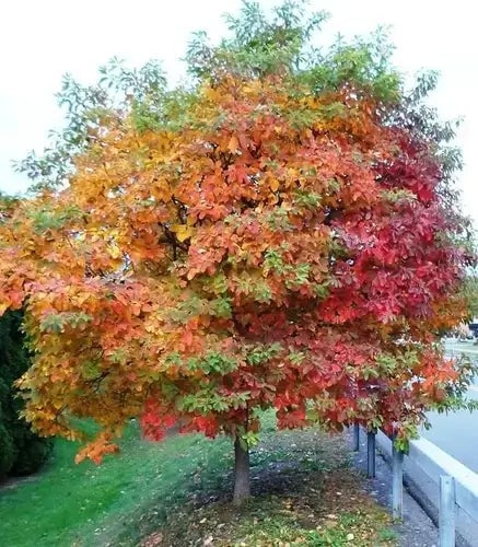 Livening Your Yard With Landscaping - TN Nursery
