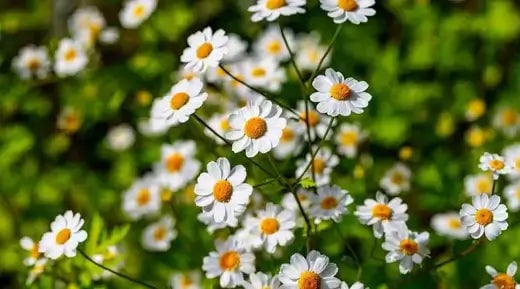 What Are Perennial Plants and How to Care For Them - TN Nursery