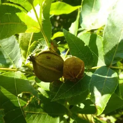 Hickory Tree - TN Nursery