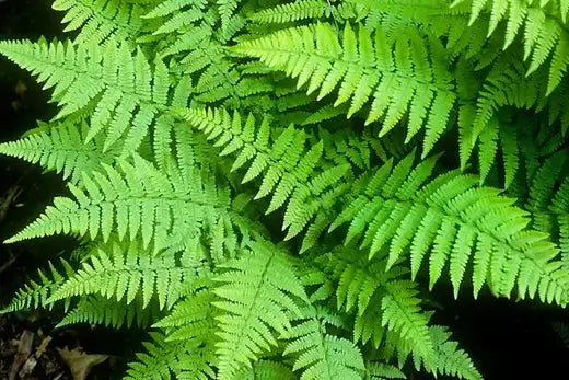 Vibrant green fern fronds with delicate feathery leaves