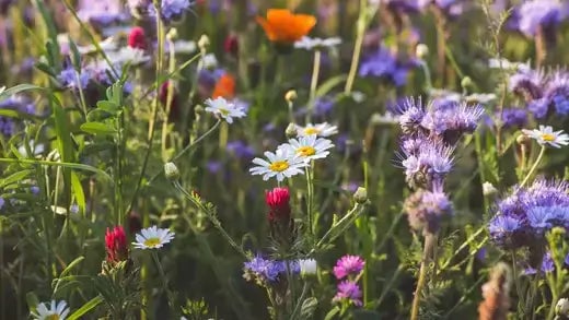 The Importance of Native Plants in Landscaping - TN Nursery