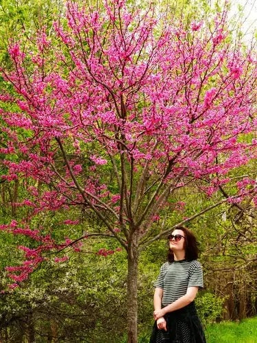 Mature Trees - Costs and Considerations - TN Nursery