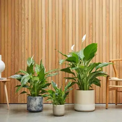 Holiday Office Decor Ideas - Forbes Feature - TN Nursery