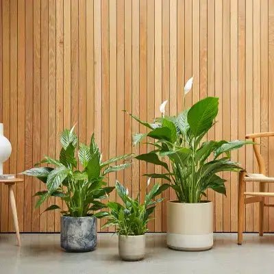 Holiday Office Decor Ideas - Forbes Feature - TN Nursery