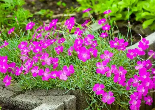 Creating A Low Maintenance Garden - TN Nursery