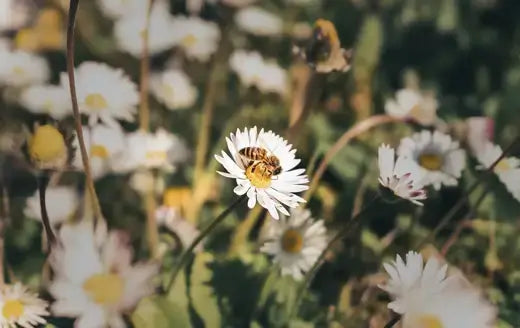 Honeybee on white daisy perennial in garden
