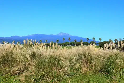 Blue Joint Grass in Tennesee - TN Nursery