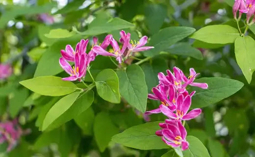 A Fragrant Symphony - TN Nursery