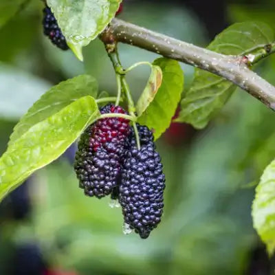 Mulberry fruit