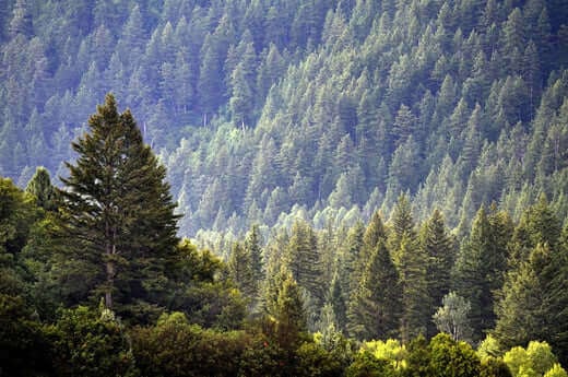 Interesting Facts about Pine Trees - TN Nursery