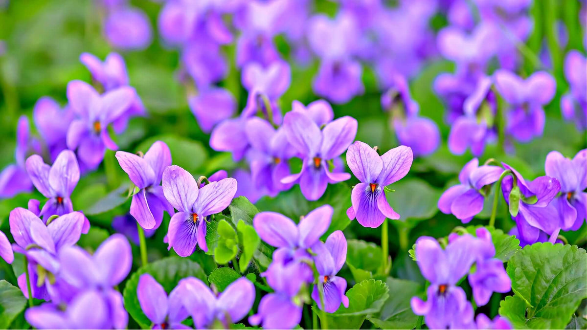 TN Nursery Reviews: by Sue Hardiner | Online Plant Nursery