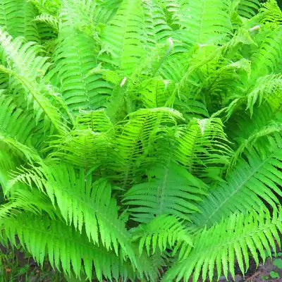 7 Ferns You Need To Have - TN Nursery