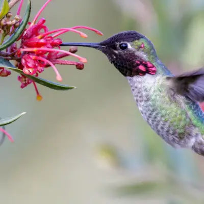 7 Plants to Attract Hummingbirds to Your Garden - TN Nursery