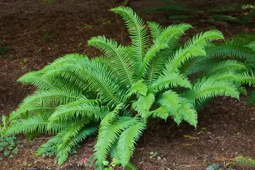 7 Warm Season Fern Favorites - TN Nursery