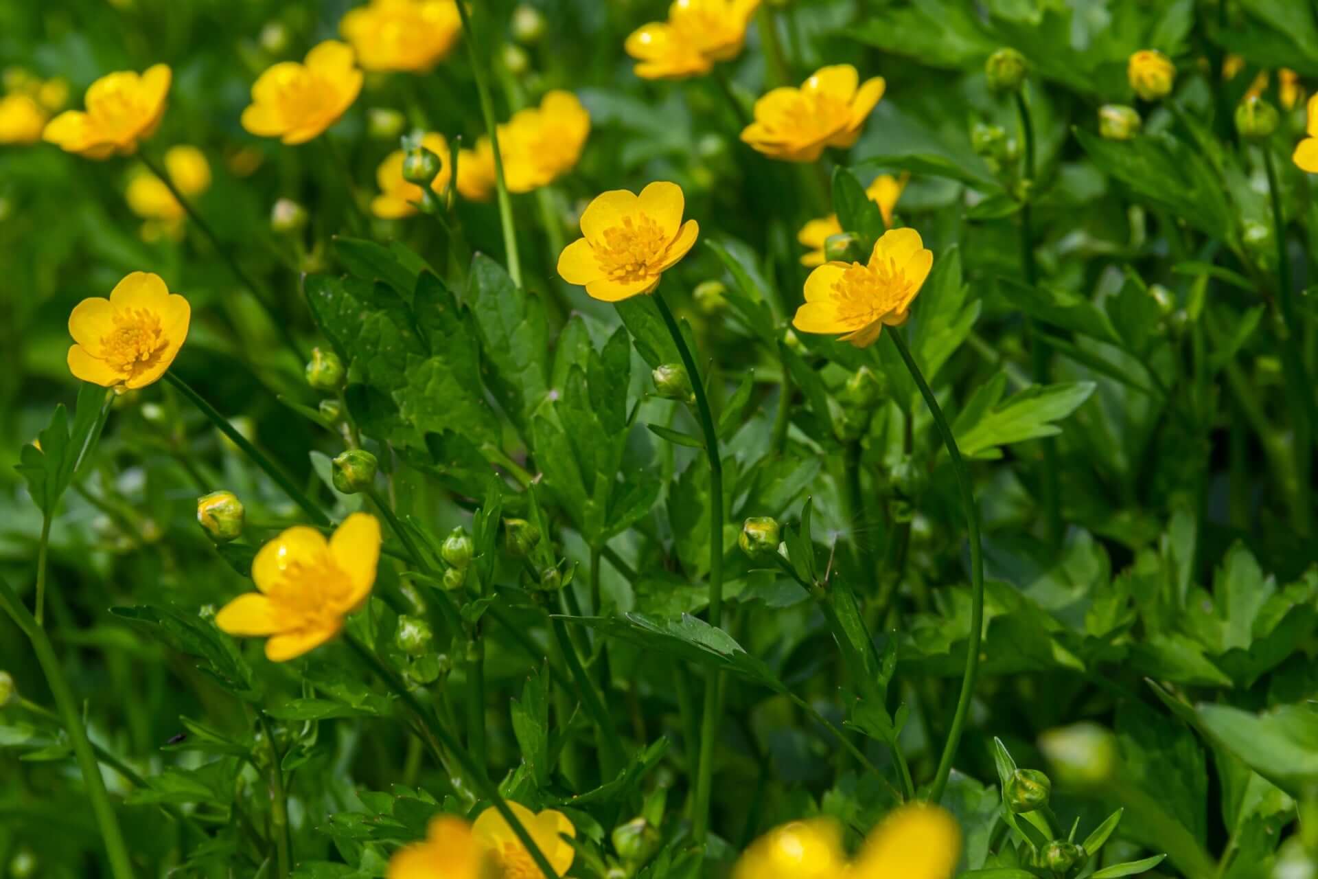 Bright yellow creeping buttercup flowers in lush green field