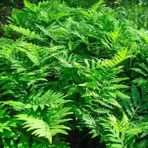Ferns for Shaded Areas In Landscaping - TN Nursery