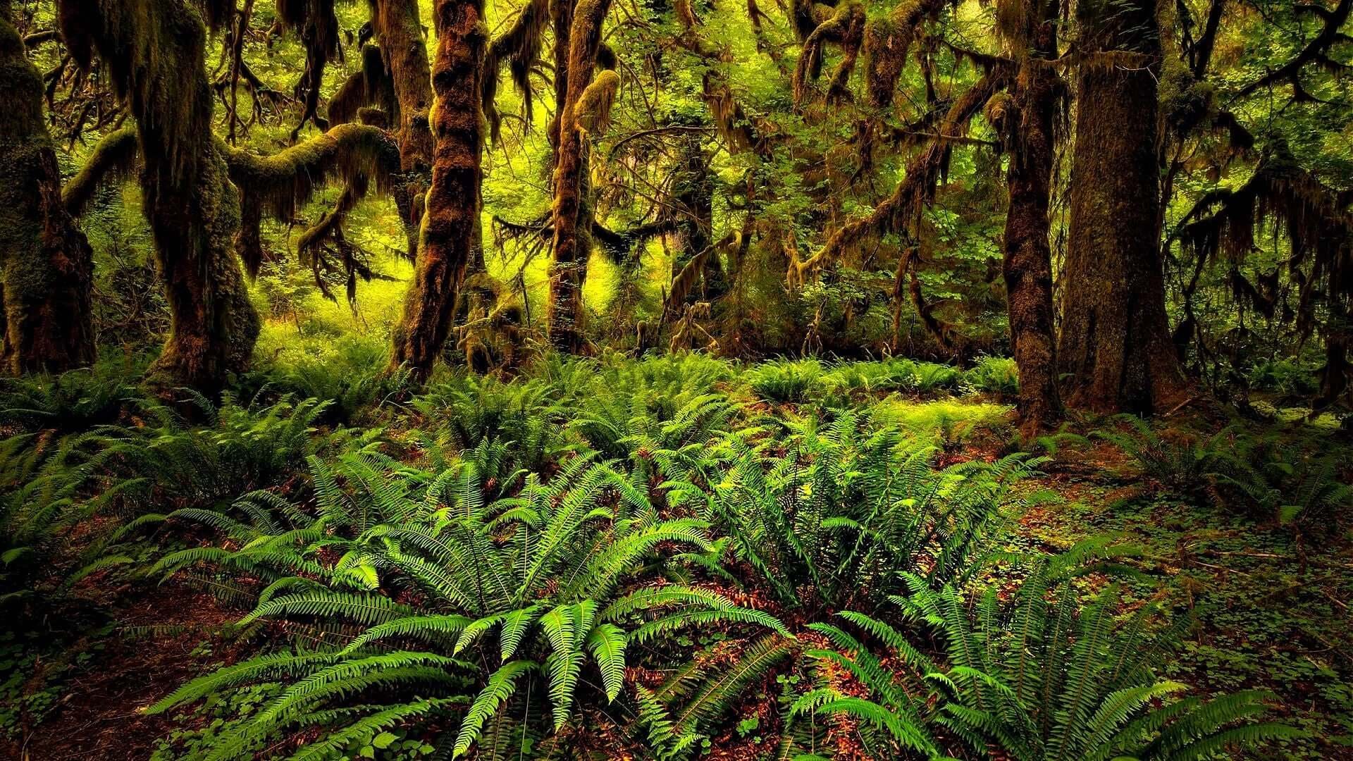 The Role of Ferns in Ecological Restoration Projects - TN Nursery