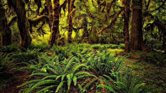 The Role of Ferns in Ecological Restoration Projects - TN Nursery