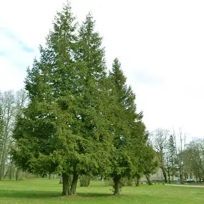 American Arborvitae tree