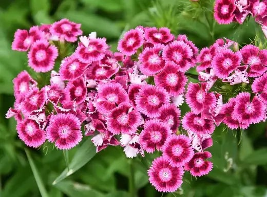 Sweet William Plants | TN Nursery | TN Nursery - TN Nursery
