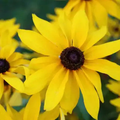 Who Is The Best Mail Order Nursery? - TN Nursery