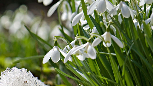 Sweet Violet-Viola Odorata flower at TN Nursery 