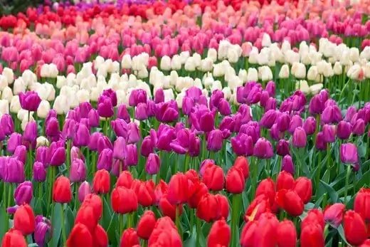 Lavender Triumph Tulips, a Perennial Garden Favorite - TN Nursery