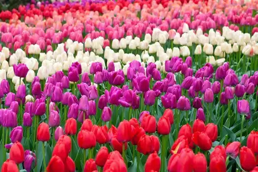 Lavender Triumph Tulips, a Perennial Garden Favorite - TN Nursery
