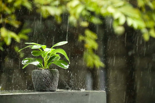 What Makes a Garden Truly Storm Proof